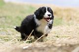 BORDER COLLIE 660